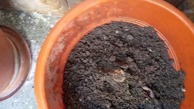 АЛОЭ И ЧЕМ Я ПОДКАРМЛИВАЮ!!! смотреть онлайн