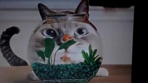 Смешная песня про жирного кота
