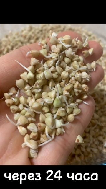 Проростки из зеленой гречки #гречка #проростки #пп #зож смотреть онлайн