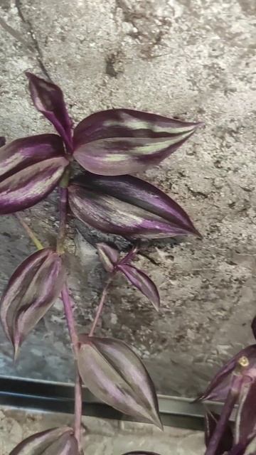 Традесканция Перпл Джой. В продаже есть горшки D8 и Чер? смотреть онлайн