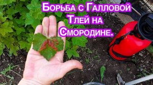 Галловая ТЛЯ с Смородины Осыпалась После народного способа борьбы с вредителем.