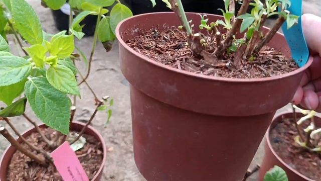 Получила новинки метельчатых гортензий. WhatsApp +79291647238 М смотреть онлайн