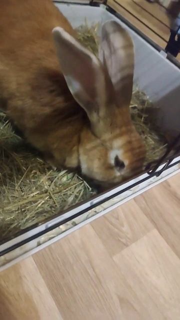 Съест клубнику?🍓🍓🍓 #кролик #rabbit #клубника смотреть онлайн