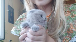 Вислоухие котята от Алисы Краснодар