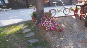 Черенкую базамины, чтобы сохранить их зимой.