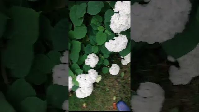 Древовидная гортензия начала распускаться смотреть онлайн