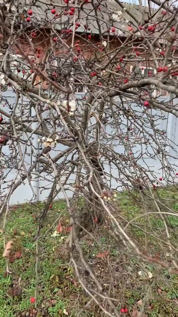 14.12.23 боярышник зацвел 😨 #красота смотреть онлайн