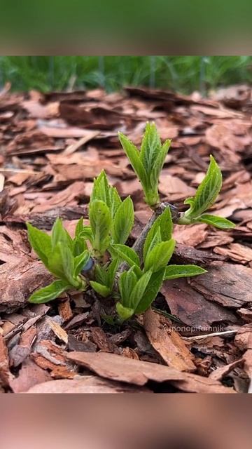 Обрезка гортензии “Strawberry Blossom” ✂️ смотреть онлайн