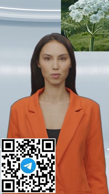 В Ленобласти быки мясной породы уничтожают борщевик #s смотреть онлайн