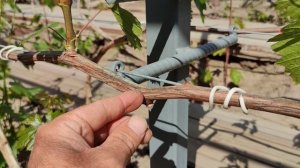 Подвязка и формировка побегов в нужном направлении!🍇🍇🍇 Telegram, WhatsApp и Vlber +79528500417.