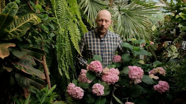 Секреты выращивания крупнолистной гортензии. Вы удив? смотреть онлайн