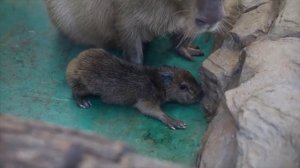 🥰В Московском зоопарке появился на свет капибаренок.