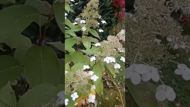 27.09 гортензии календарь цветения цфо #garden #сад #дача #flow смотреть онлайн