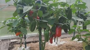 Обзор сладкого перца. Какие сорта созревают в холодное лето.