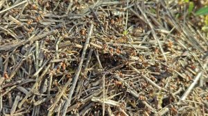 Муравейник и муравьи!