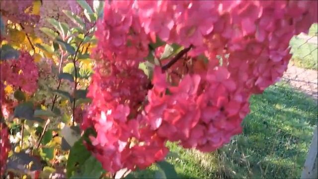 ЭТА ГОРТЕНЗИЯ НАСТОЛЬКО КРАСИВА ЧТО ВСЕ ОБРАЩАЮТ НА Н