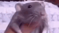 Rat Dance meme (4 rats) разные крысы
