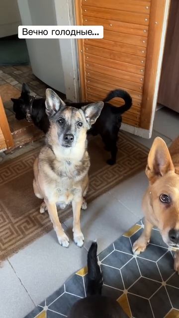 Сколько не корми, всегда готовы есть снова #собаки #dog #? смотреть онлайн