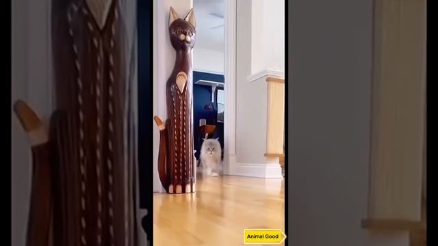 Красота~это страшная сила 😜😹 #cat #funny #cute
