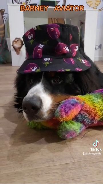 Баклажан !!! Мишка Пилот из ТiкТок смотреть онлайн