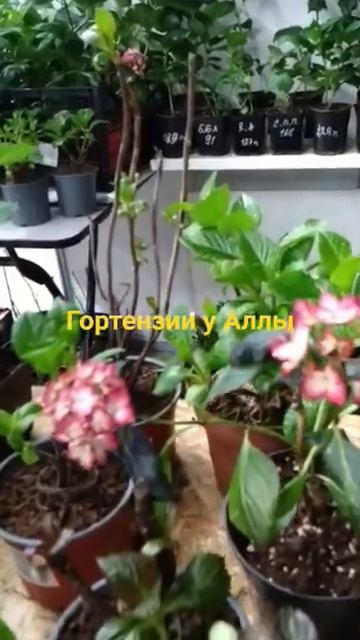 ярмарка в Питере с 22 по 26 апреля. метро Кировский за #го смотреть онлайн