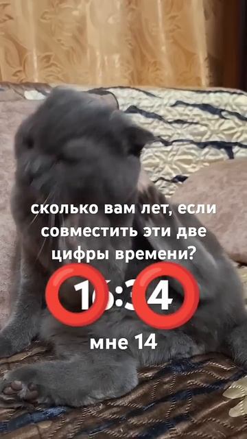 #кот #видосыоткота #кошка #кошечка #cat #красиваякошка #к? смотреть онлайн