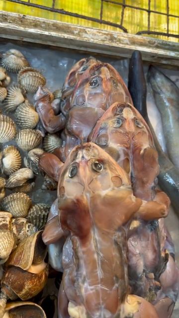 Стали бы есть лягушку? #andrella #андрелла #shortsvideo #travel #frog #fr смотреть онлайн