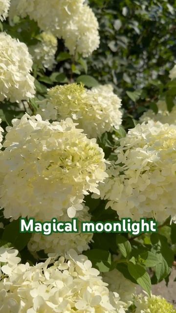 MAGICAL MOONLIGHT #hydrangea#hortensia#гортензия#гортензія#flowers#shorts#アジ? смотреть онлайн