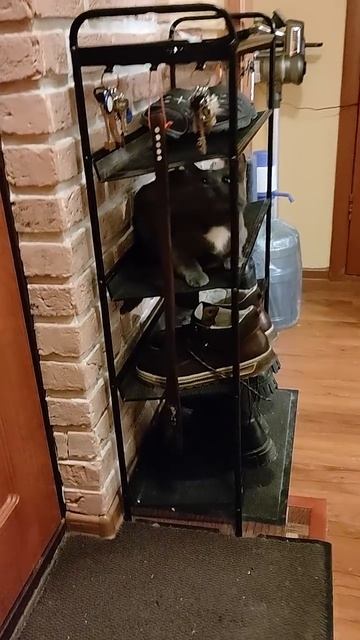 Зачем нужен домик для котика, если есть обувница? 😸 #cat смотреть онлайн