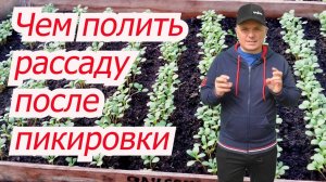 Полейте этим "ЭЛЕКСИРОМ" свою рассаду и сами всё поймёте! Удачи!
