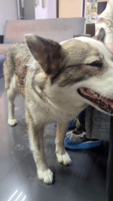 Upd.Дома❤Ее выкинули из джипа...Домашняя Микки ищет сем? смотреть онлайн