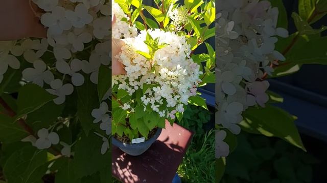 Гортензия метельчатая Milk and Honеy (Милк энд Хани) смотреть онлайн