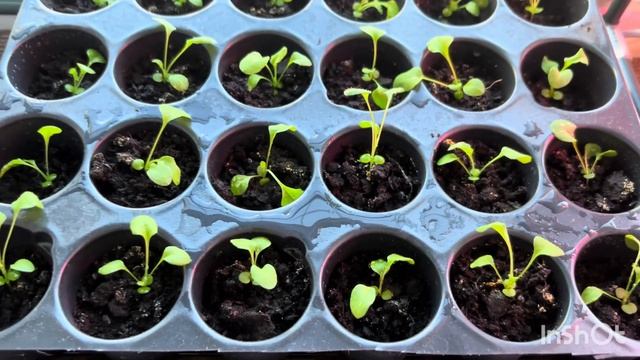 9.03.2025 Аквилегия, дельфиниум, эустома, петунии, анютины смотреть онлайн