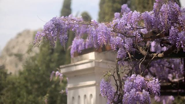 Глициния - цветение смотреть онлайн