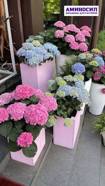 Гортензия в кашпо #аминосил #дача #огород #garden #цветы #г? смотреть онлайн