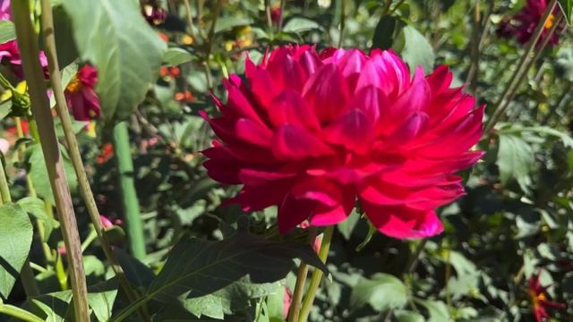 Музыка и цветы отдых для души смотреть онлайн