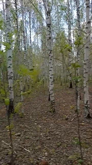 Березовый лес смотреть онлайн