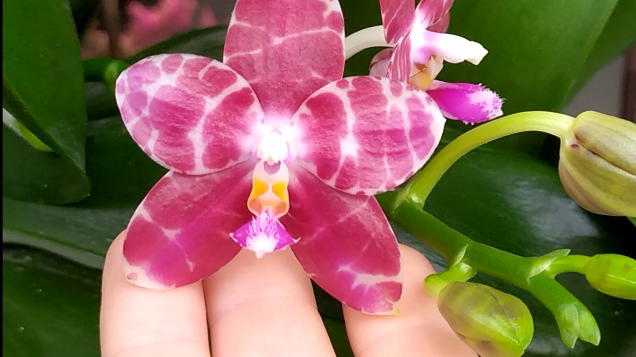 Домашние цветение орхидей. Орхидея Ванда, как ухаживать.
