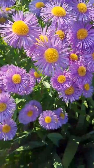 Морозец многолетняя астра смотреть онлайн