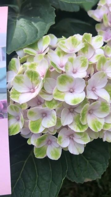 #magicalrevolution#magical #revolution #hydrangea #гортензія #hortensia #гортензи? смотреть онлайн
