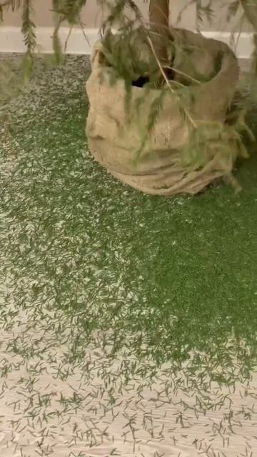 Веточки еще живые😅🌲 #новыйгод #елкановогодняя смотреть онлайн