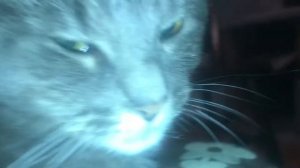 Я пушистый пухлый кошарик целый день катаю я шарик