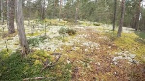 Грибы в Октябре! Грибы есть! Закрываем сезон 2024