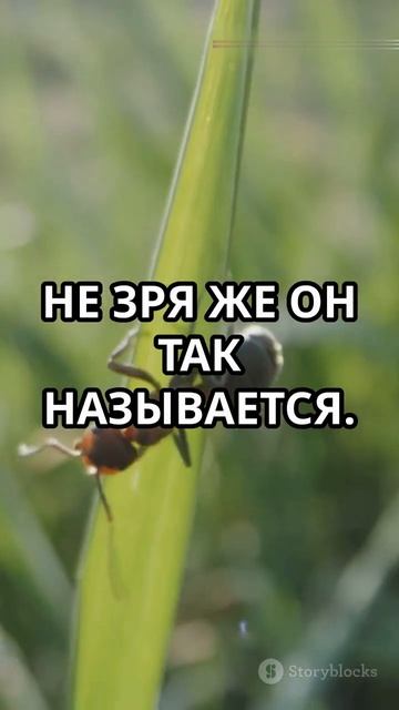 Милые, но Опасные: Животные, Которых Нельзя Трогать!