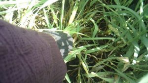 Удаление сорняка-пырея с корнем