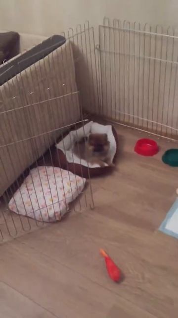 Померанский шпиц команда место