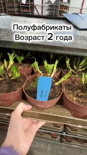 Крупнолистная гортензия #гортензия #цветы #выгонка смотреть онлайн