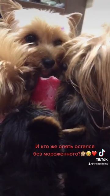 Как собаки едят мороженное 🙈🤣🤣🤣❤️ #shorts смотреть онлайн