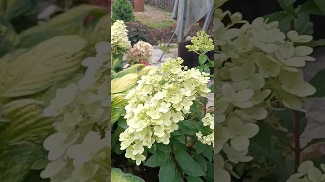 Метельчатая гортензия Панчетта