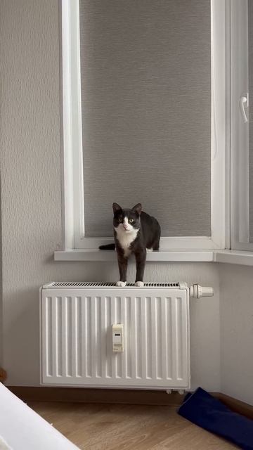 Как всегда хочет есть🐱 #recommendations #funny #cute #cat #kitten #кот #? смотреть онлайн